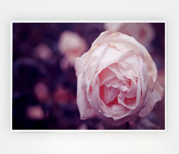Delicate Pink Dew Rose Print Poster Wall Art
