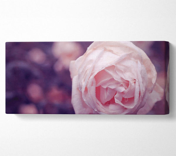 Delicate Pink Dew Rose