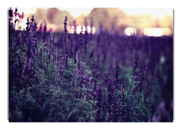 Lavendelblüten