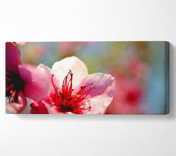 Pink Flower Cherry Tree