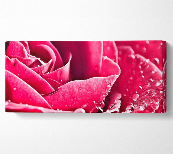 Rosenblüten in voller Blüte