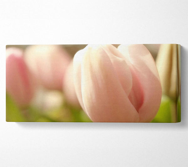 Babyrosa Tulpe