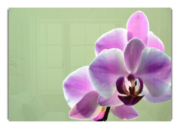 Orchidee 2