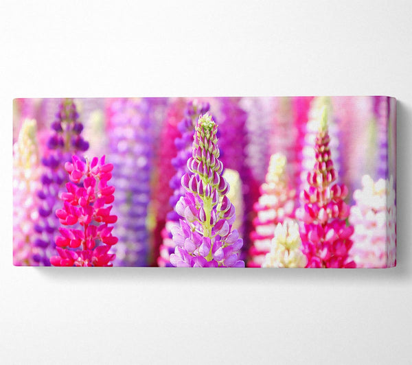 Pink And Purple Lupin Flowers
