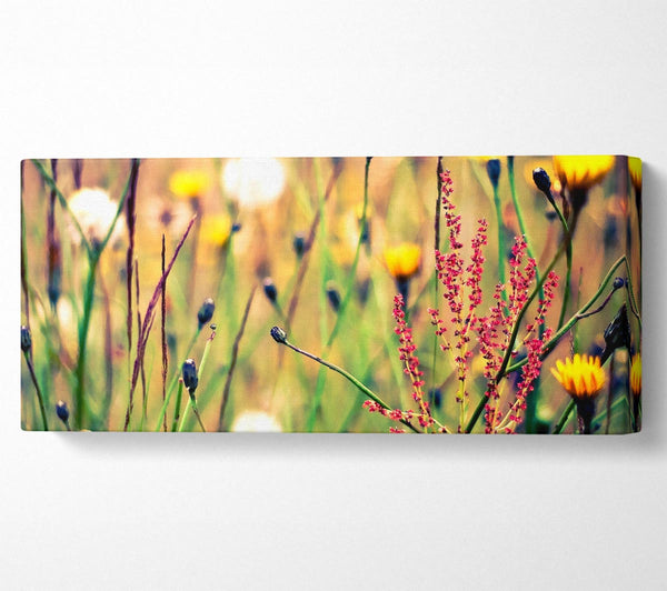 Flowers And Weeds