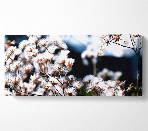 Fluffy Winter Bloom