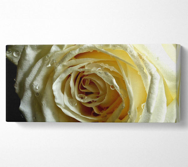 Weiße Rose auf schwarzem Samt