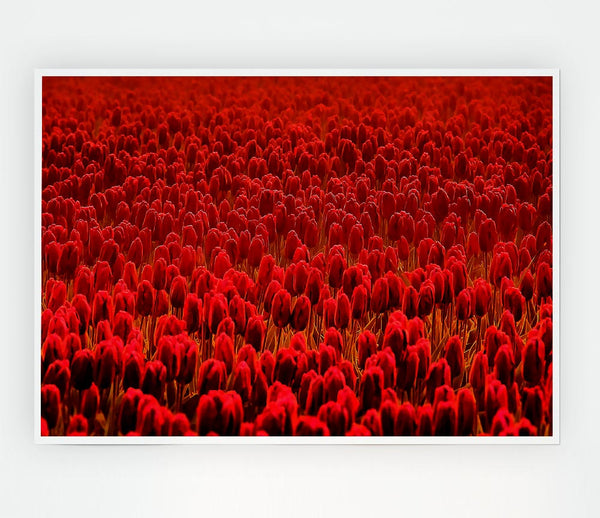 Field Of Scarlet Tulips Print Poster Wall Art