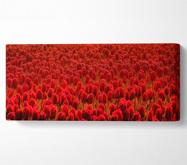 Field Of Scarlet Tulips