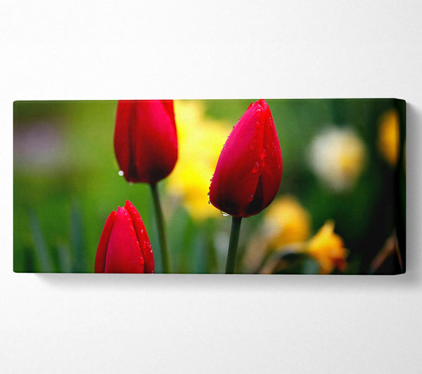 Drei rote Tulpen