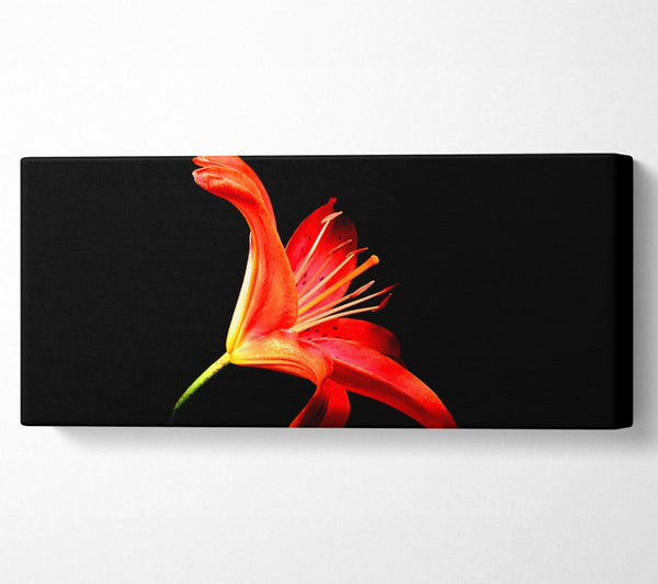 Flower In Space