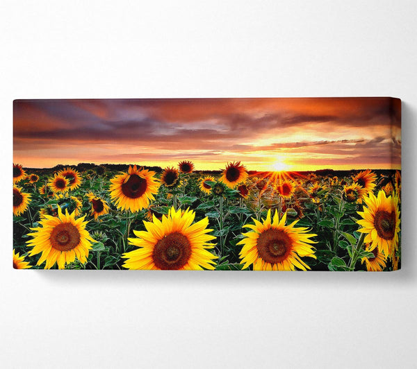 Magische Landschaft Sonnenblumenfeld