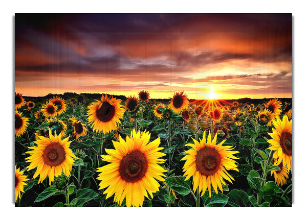 Magische Landschaft Sonnenblumengarten Hintergrund