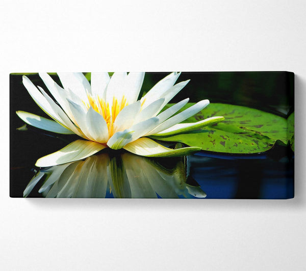 Weiße Seerose Reflexion