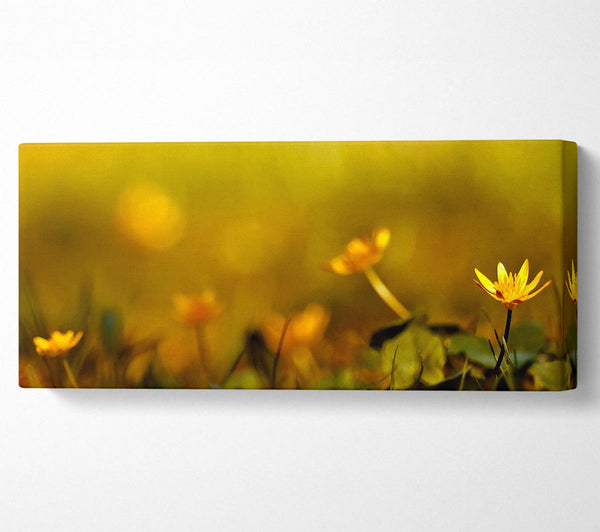 Yellow Flowers In The Golden Sun