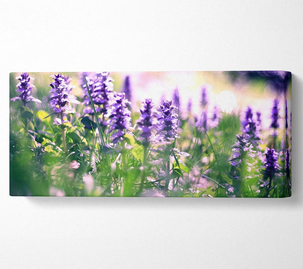 Lupinenblüten