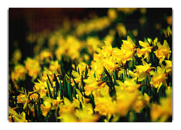 Yellow Daffodils