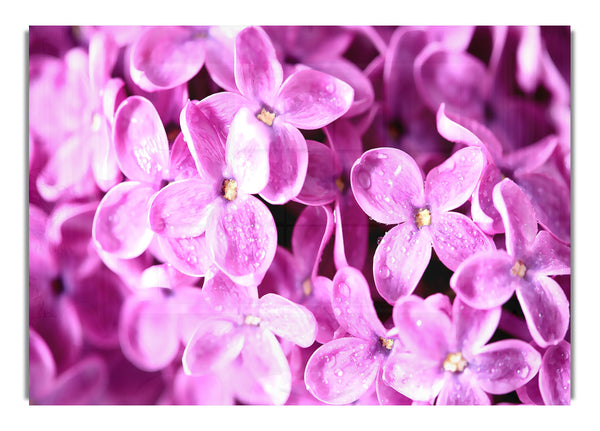 Lila Blumen Makro