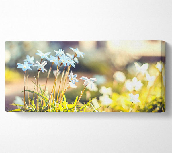 Zartblaue Gartenblumen