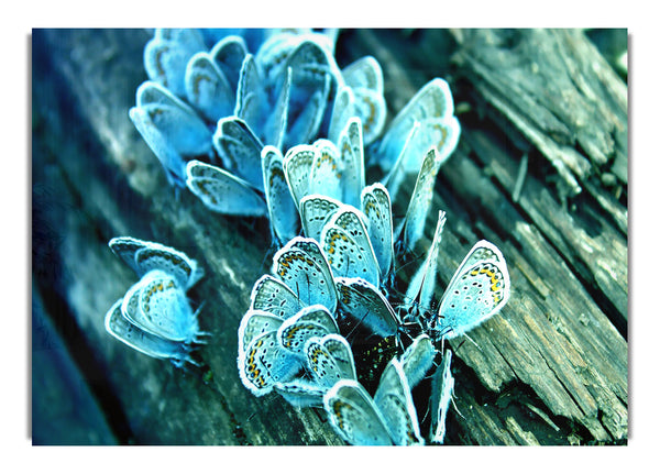 Blaue Schmetterlinge