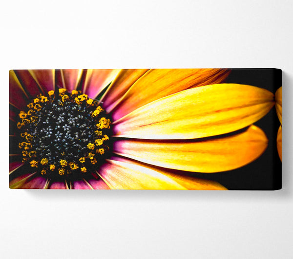 Golden Black Daisy