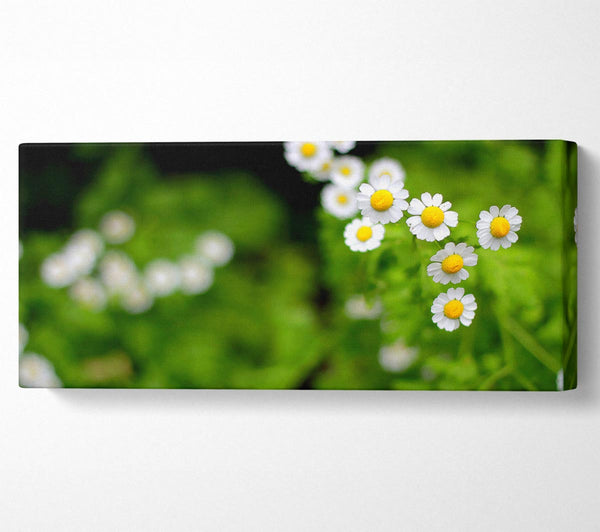 Floral Delight