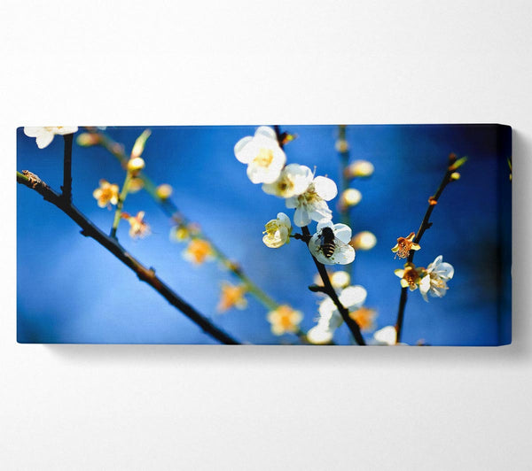 Biene auf weißen Blumen