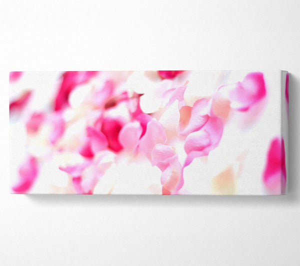 Pink Orchid Galour