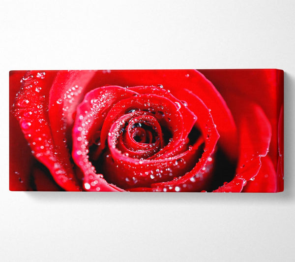 Wassertropfen auf roter Rose
