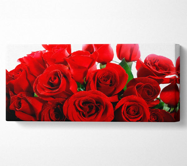 Schöne rote Rosen