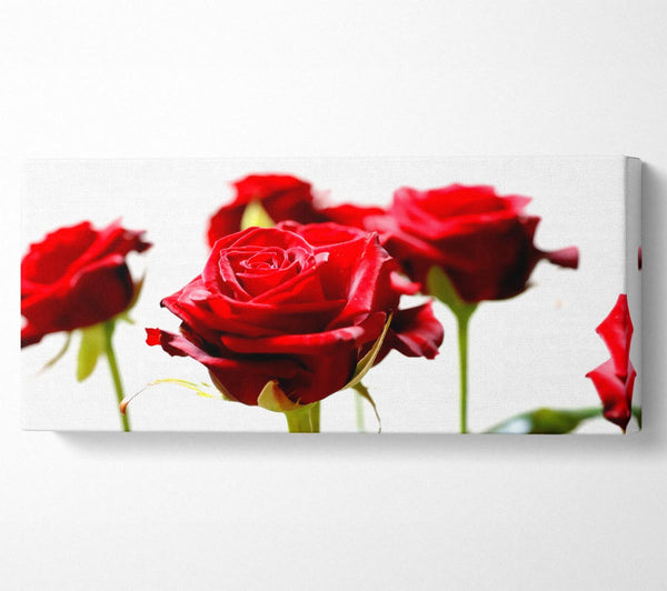 Rote Rosen mit langem Stiel