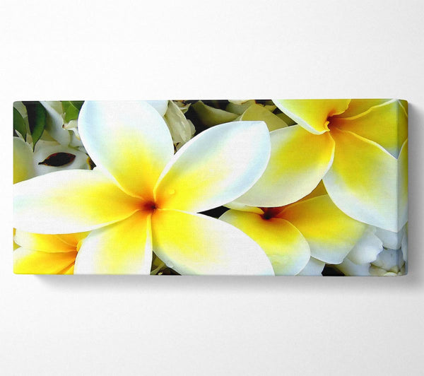 Weiße gelbe Blumen