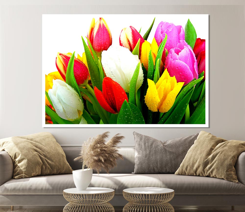 Fresh Tulips Print Poster Wall Art