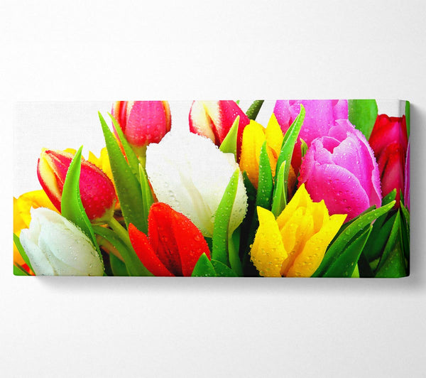 Fresh Tulips