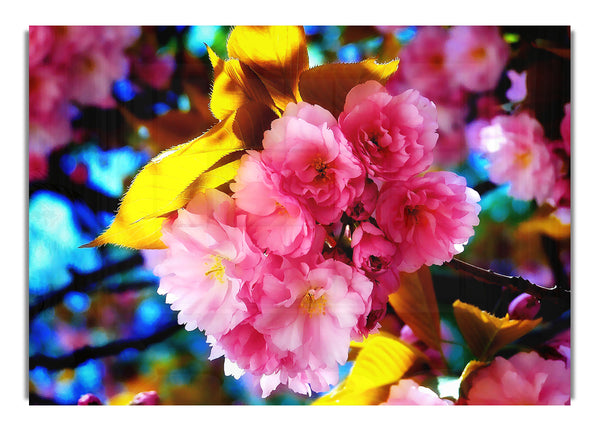 Beautiful Flowers
