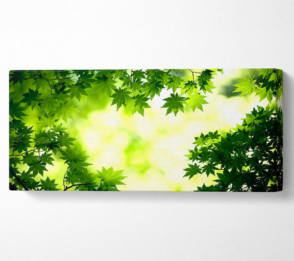 Green Maple Leaves