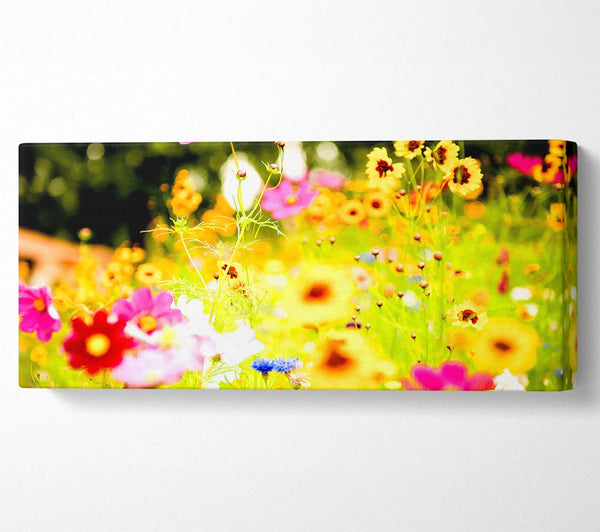 Lebendige wilde Regenbogenblumen