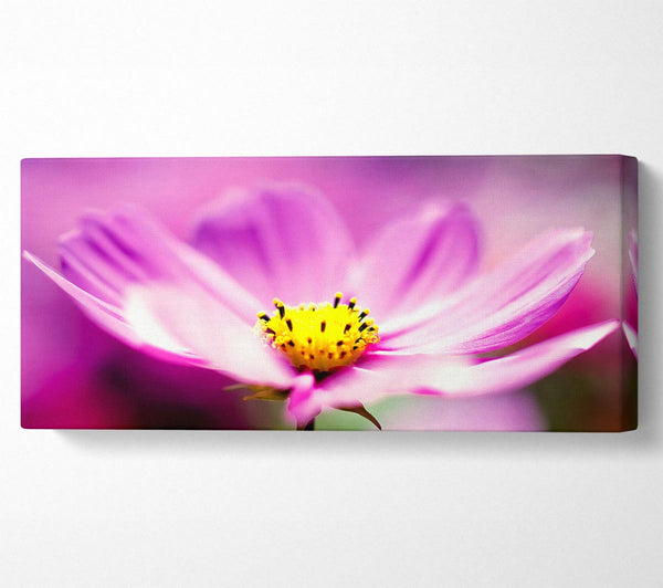 Purple Cosmos Flower