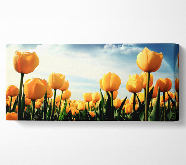 Yellow Tulips In The Cloudy Skies