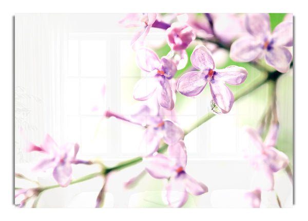 Lila Blumen