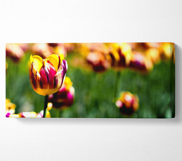 Botanischer Garten Tulpen