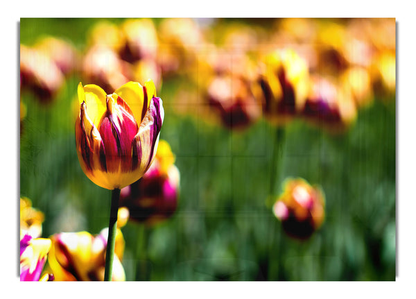 Botanical Garden Tulips