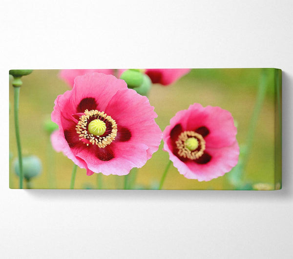 Pink Poppies In Bloom