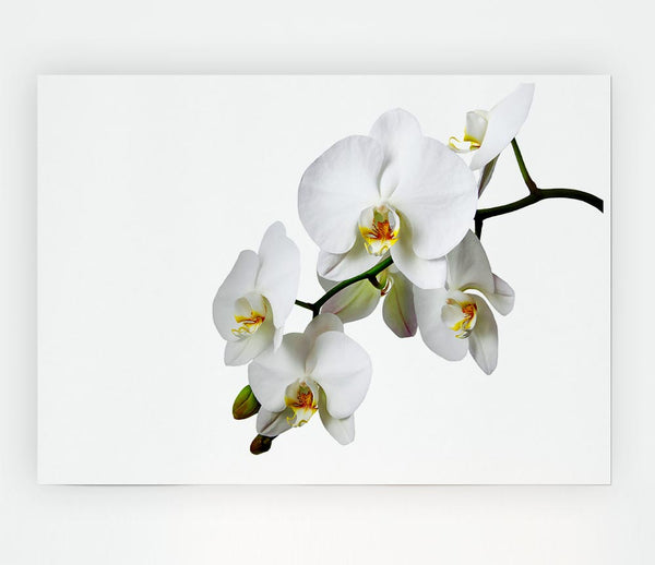 White Orchid Beauty Print Poster Wall Art