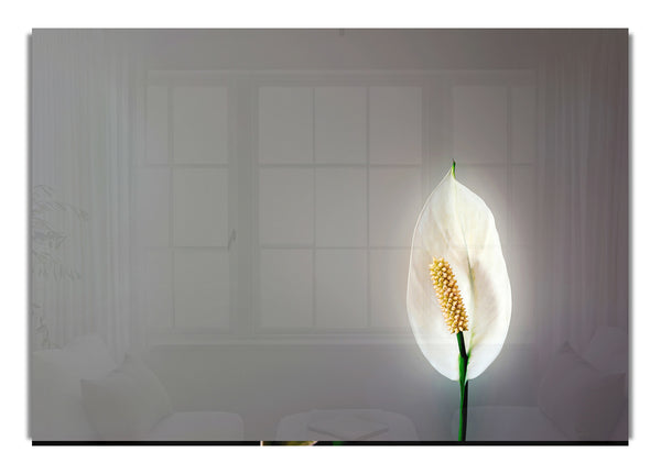 White Lily Heaven