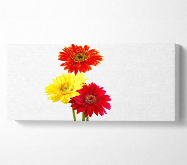 Gerbera Trio
