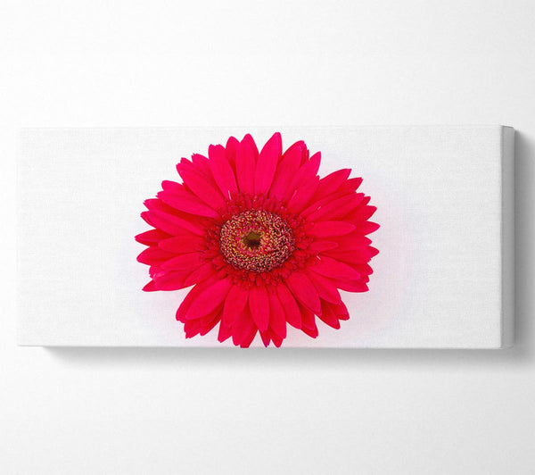 Kirschrote Gerbera