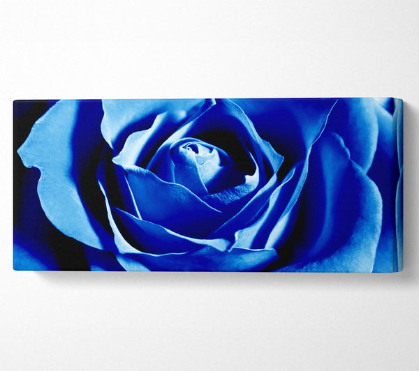 Blaue Rosenblätter