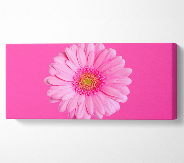 Babyrosa auf rosa Gerbera