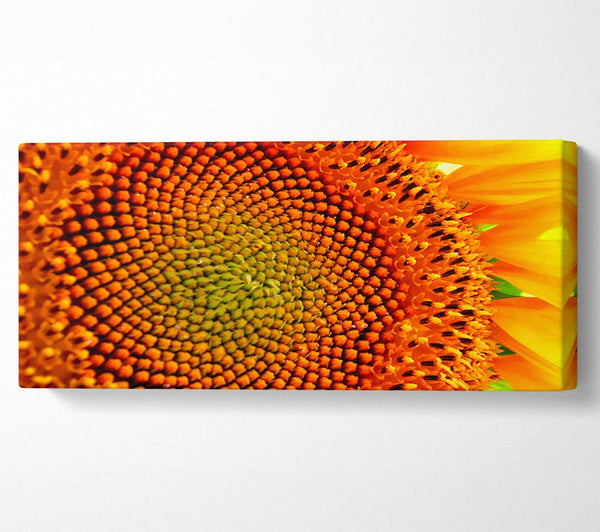 Atemberaubende Nahaufnahme einer Sonnenblume